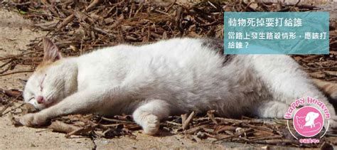 小動物死掉怎麼處理|寵物死亡：悲傷情緒及後續處理 – 寵物百科